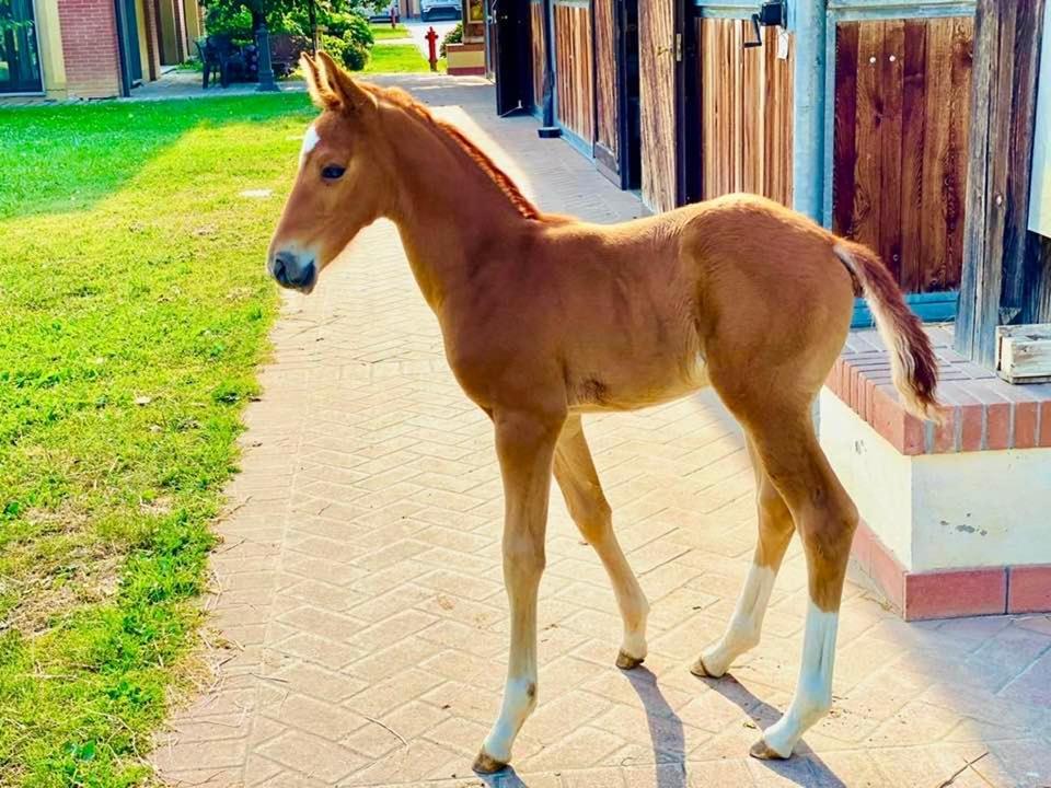 Agriturismo Il Boschetto Ornago Zewnętrze zdjęcie