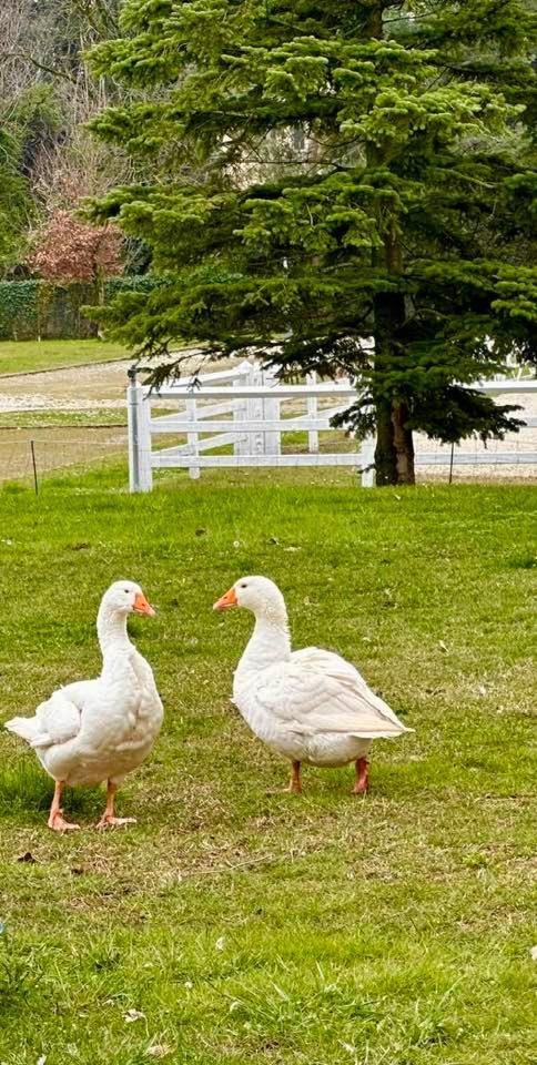 Agriturismo Il Boschetto Ornago Zewnętrze zdjęcie