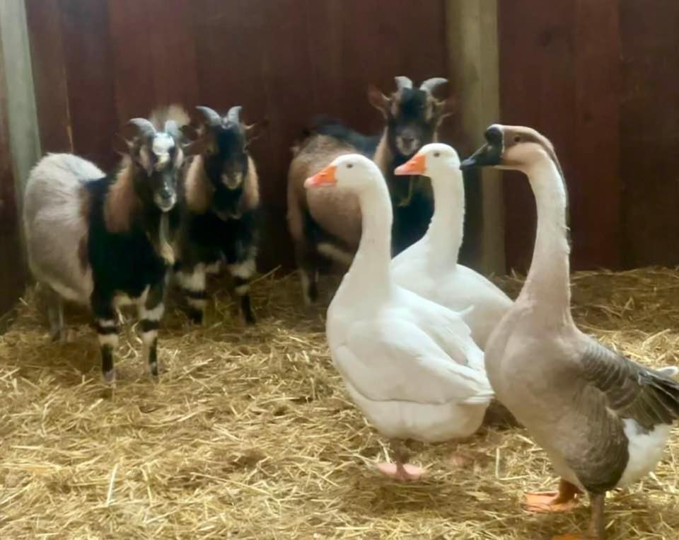Agriturismo Il Boschetto Ornago Zewnętrze zdjęcie