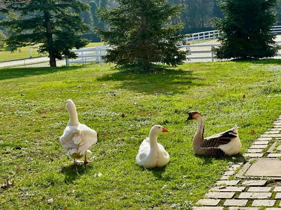 Agriturismo Il Boschetto Ornago Zewnętrze zdjęcie