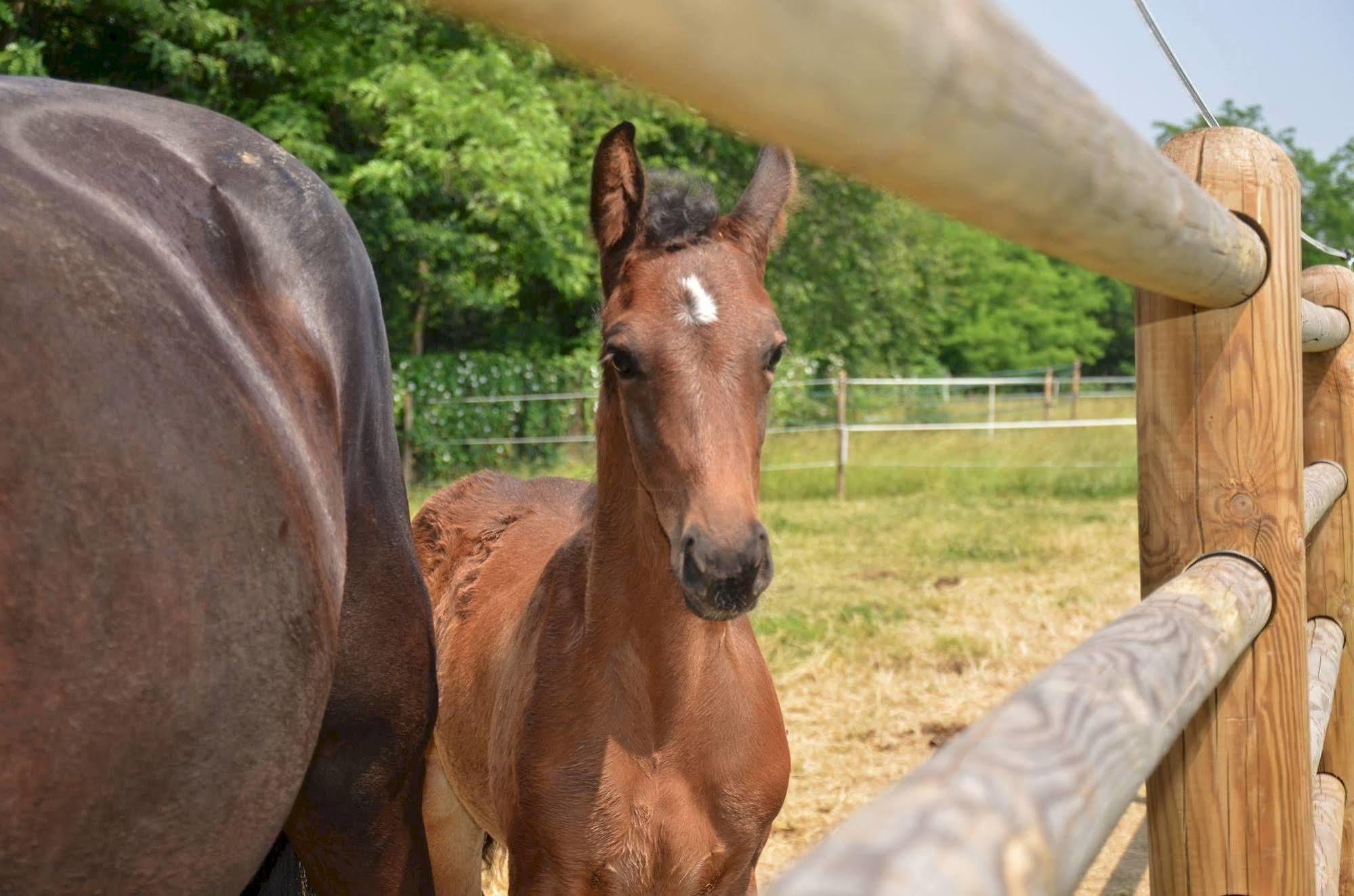 Willa Agriturismo Il Boschetto Ornago Zewnętrze zdjęcie