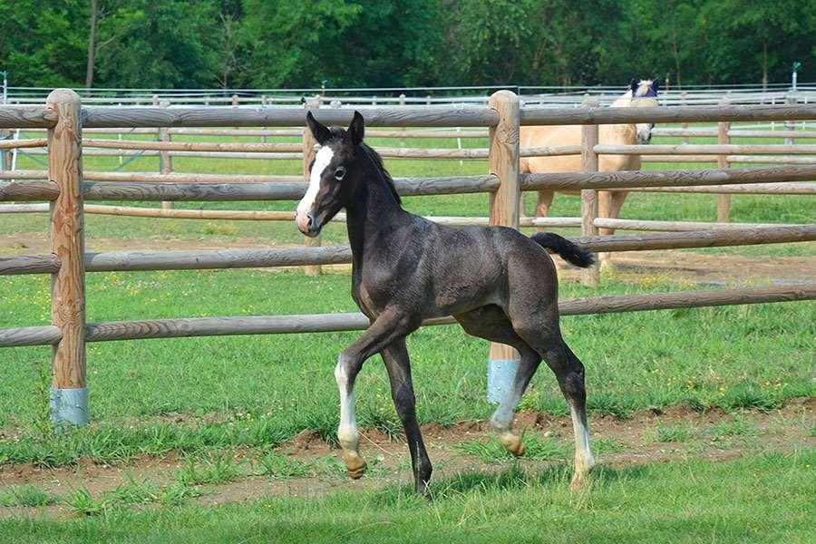 Willa Agriturismo Il Boschetto Ornago Udogodnienia zdjęcie